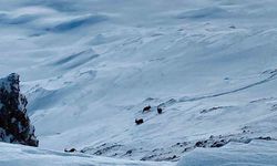 Çatak’ta dağ keçileri görüntülendi