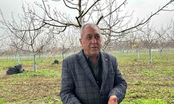 Cevizle yaşam şartları değişen köyde İstanbullular da bahçe kuruyor