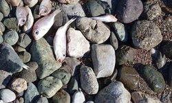 Datça’da çok sayıda ölü balık kıyıya vurdu