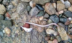 Datça'da sahilde görülen balık ölümlerinde tehlikeli bir bulguya rastlanmadı