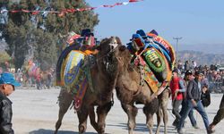 Deve güreşlerinin geleceğini aşılama oranı belirleyecek