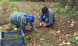 Devrek’te salep fidelerinin dikimine başlandı