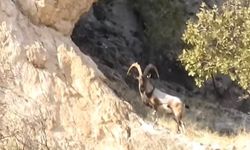 Diyarbakır’da koruma altındaki dağ keçileri görüntülendi