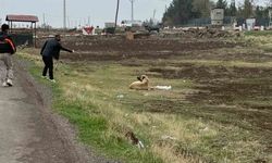 Diyarbakır’da sokak hayvanlarına kuduz aşısı uygulandı