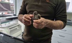 Duyarlı vatandaştan örnek davranış: Yolda bulduğu kumruya su verip veterinere teslim etti