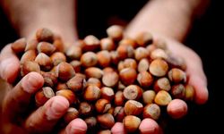 Düzce’de fındık ihracı geçen yılın gerisinde kaldı