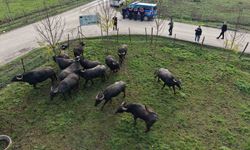 Düzce’de manda yetiştiriciliğine güçlü destek