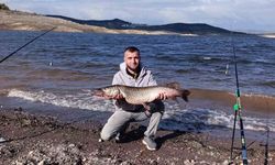 (Düzeltme) Sındırgı’da dev turna balığı yakalandı