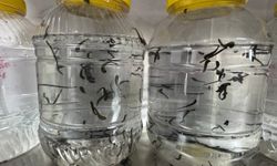 Eğirdir’de yılda 20 bin tıbbi sülük kontrollü ortamda üretiliyor