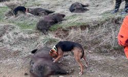 Elazığ’da avcılar sürü halinde domuz avladı
