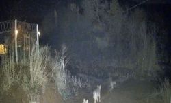 Elazığ’da kurtlar sürü halinde görüldü