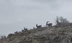 Elazığ’da yaban keçileri sürü halinde görüntülendi