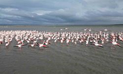 Enez Gala Gölü flamingolara ev sahipliği yapıyor