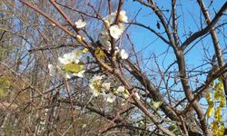 Erik ağacı Aralık ayında çiçek açtı