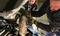 Erzincan’da aracın motor bölmesine sıkışan kediyi itfaiye ekipleri kurtardı