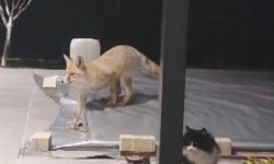 Erzincan’da kedilerin mamasına göz diken tilki kedinin saldırısına uğradı