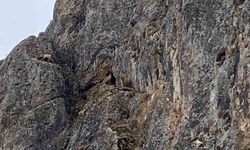 Erzincan’da mahsur kalan keçiler için JAK ve AFAD seferber oldu