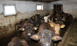 Erzincan'da manda yetiştiriciliği için araştırmalar sürüyor