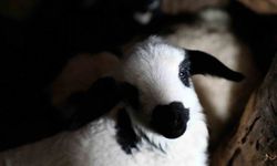 Erzincan’da yılın son kuzuları üreticilerin yüzünü güldürdü