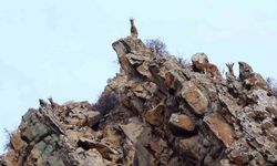 Erzurum'da yaban hayatı fotokapanlara takıldı