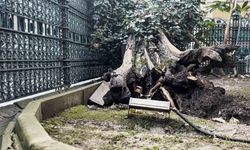 Eyüp Sultan Camii avlusundaki ağaç devrildi