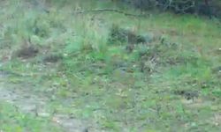 Fotokapanına takılan iki tavşan gülümsetti