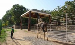 Gaziantep Doğal Yaşam Parkı’nın maskotu zürafa öldü