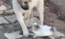 Gercüş’te yavru kedi ile yavru köpeğin sevimli kavgası kamerada