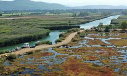 Gökçe Sulak alanı yeniden canlanıyor