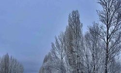 Gökçedere’de kar yağışı sonrası ağaçlar beyaz örtüyle kaplandı