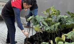 Gömeç’te incir üretimini artıracak adım, 499 sertifikalı fidan dağıtıldı