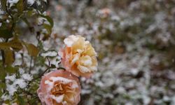 Gümüşhane kent merkezine mevsimin ilk karı yağdı