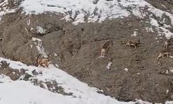 Güzeldere’nin karla kaplı yamaçlarda dağ keçileri görüntülendi