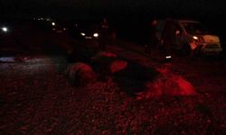 Hafif ticari araç sürüye daldı, 10’dan fazla koyun telef oldu