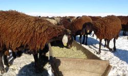 Hasköy'de besicilerin zorlu mesaisi başladı