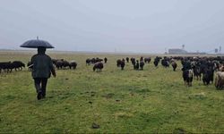Hasköy’de sıcaklığın mevsim normalleri üzerinde olması besicileri sevindirdi
