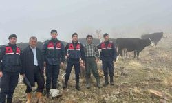 Hayvanları kaybolan kişinin imdadına jandarma yetişti