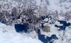 Hizan’da kar yağışı, sürüyü hazırlıksız yakaladı