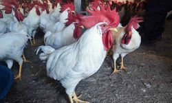 Hobiydi, iş oldu, 3 yılda 850 etlik horoz yetiştirdi