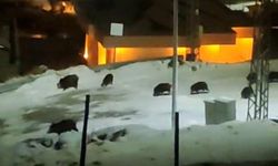 İlçe merkezine inen domuz sürüsü kamerada