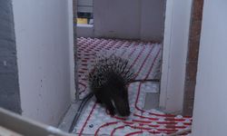 İncirliova’da ekiplerin dikkati nesli tehlikedeki oklu kirpiyi kurtardı