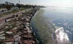 İzmir sahilinde ’yeşil’ istila