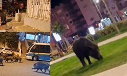 İzmir, sokaklarında domuz sürüleri ile doğal yaşam parkına döndü