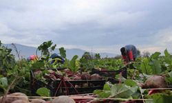 İzmir’in bereketli topraklarında ‘Kırmızı elmas’ mesaisi