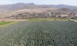 İzmir’in verimli tarım arazilerinde ’yeşil altın’ hasadı