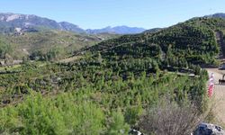 Kara tablo, 6 yılda yeşil örtüye dönüştü