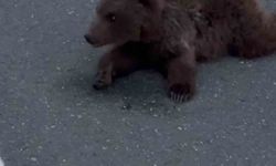 Kara yolundaki yaralı yavru ayı DKMP’ya teslim edildi