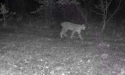 Karabük’te vaşak ve yavrusu ile kurt, fotokapana yansıdı