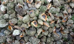 Karadeniz için en büyük iki tehdit: "Deniz salyangozu ve taraklı medüz"