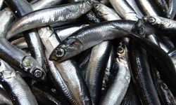 Karadeniz’de hamsi bolluğu sürüyor, mezgit ise birkaç gündür görünmüyor